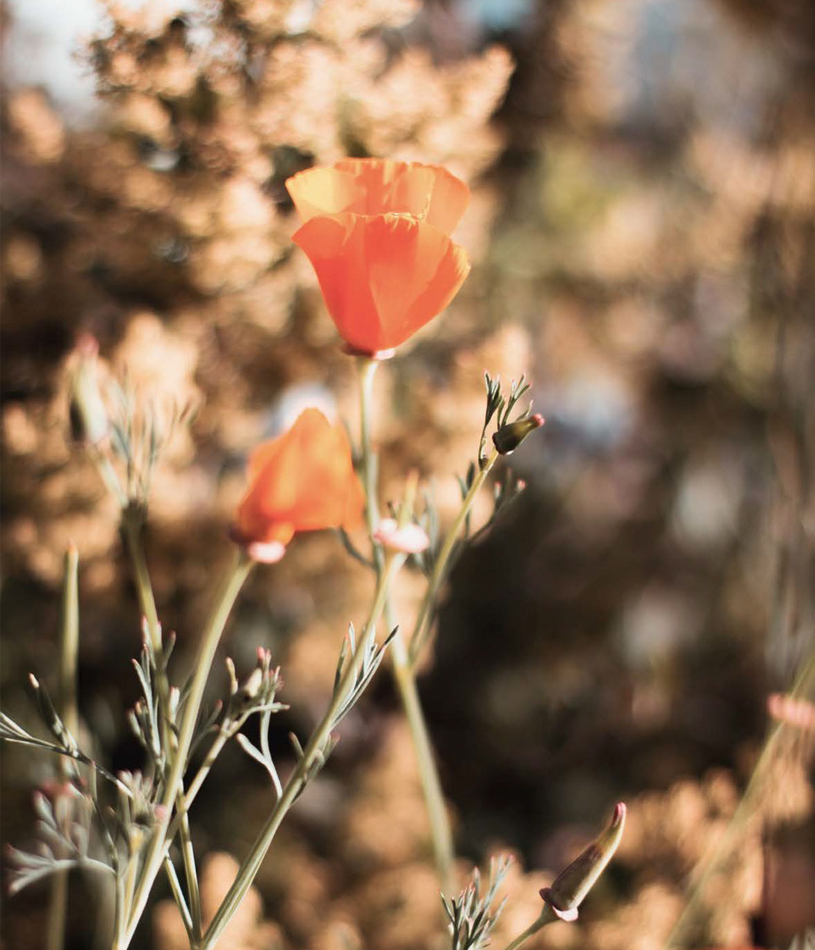 Poppies